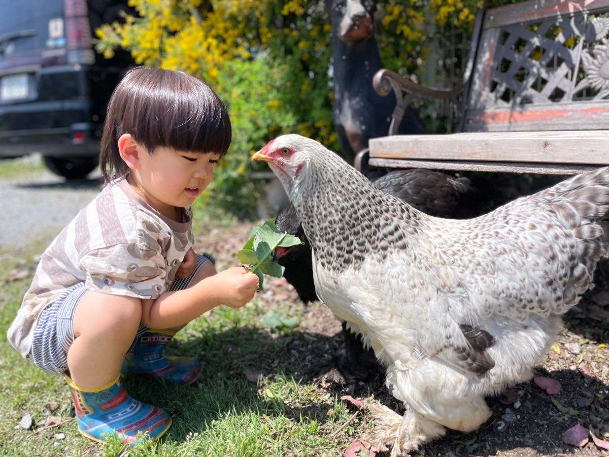 世界最大級ブラマ鶏と濃い味アローカナの食べ比べ5個