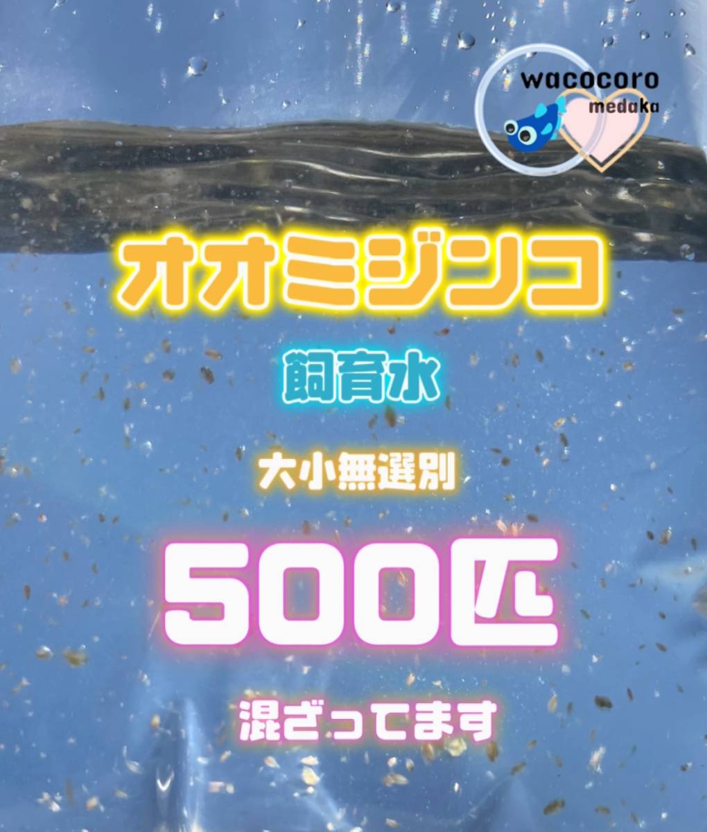 即決899円!! ☆ オオミジンコ飼育水500匹混ざってしまってます☆生クロレラ水付☆タマミジンコより培養簡単※偽物多い注意！_あくまで飼育水がメインです。