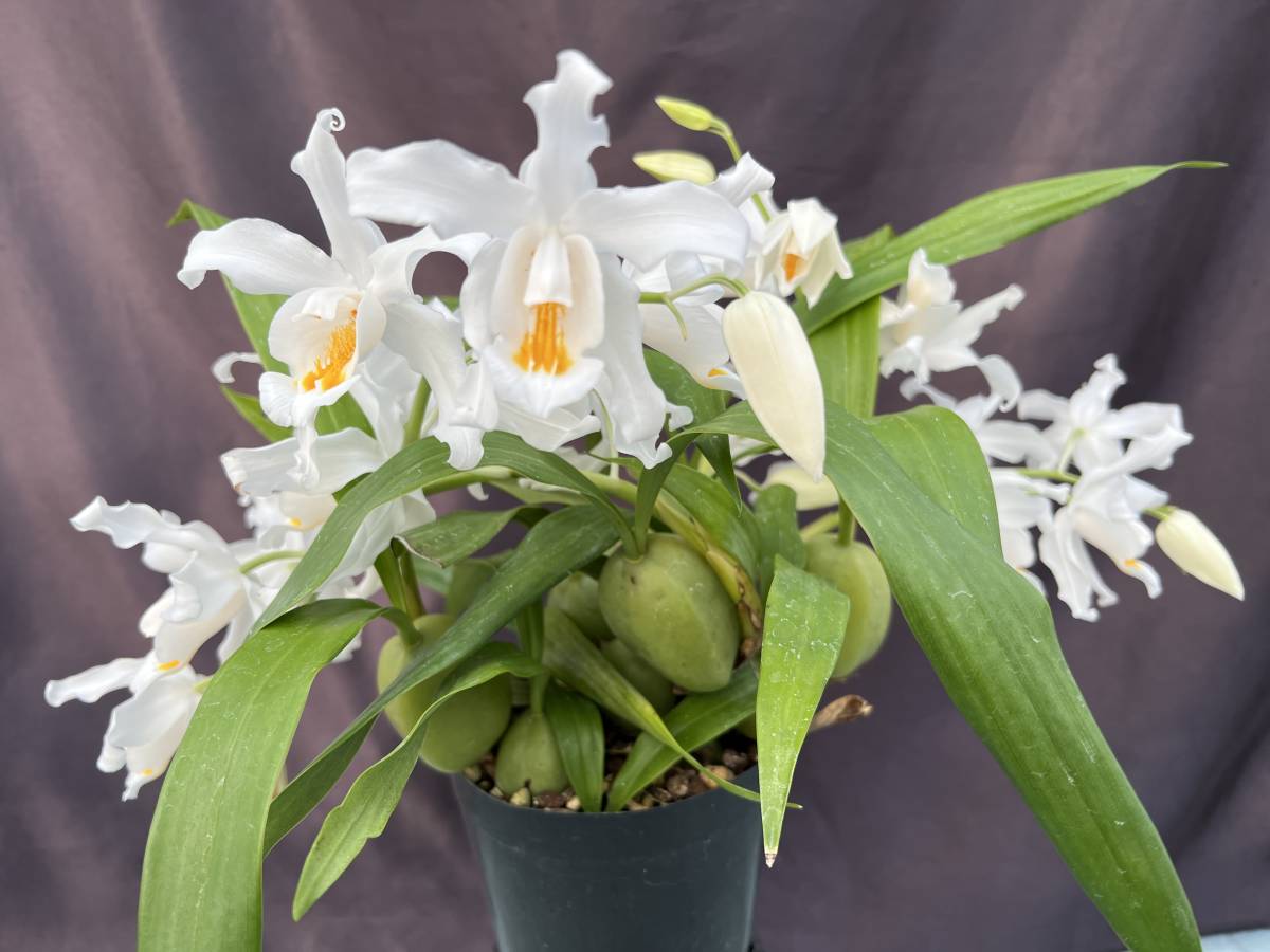 洋蘭 原種 セロジネ属 Coelogyne cristata 'Suwada' ヒマラヤ産人気原種有名個体 花芽1本付き良株 2月開花予定 速達第四種郵便 送料640円　_花見本