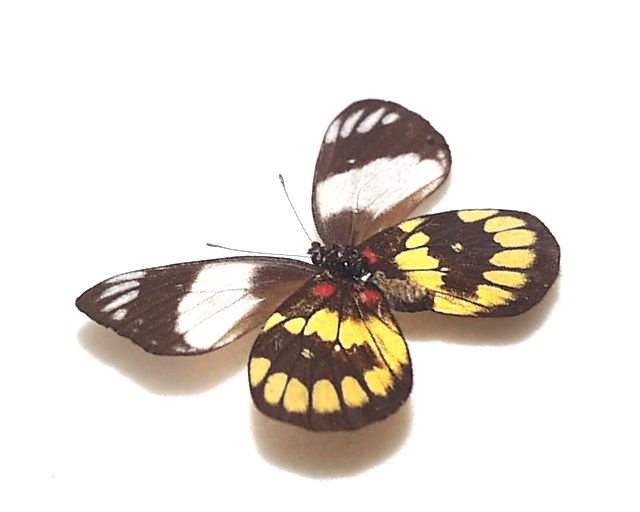 外国産蝶標本　ウッディカザリシロ A-♀ ミンダナオ島 産_画像2