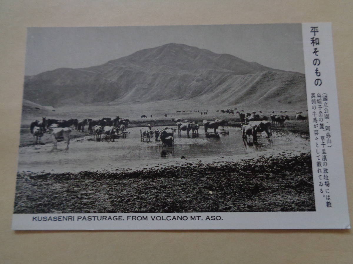 絵葉書　大阿蘇火山　平和そのもの（烏帽子岳の麓、草千里浜の放牧場）_画像1