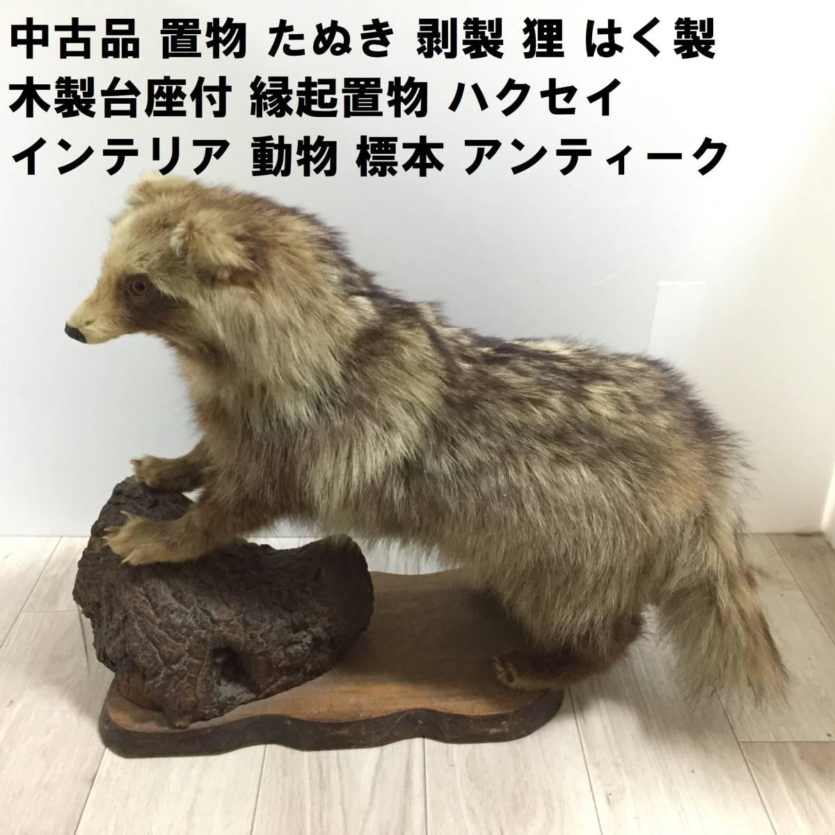 Yahoo!オークション - 中古品 置物 たぬき 剥製 狸 はく製 木製 Yahoo!オークション - 中古品 置物 たぬき 剥製 狸 はく製 木製