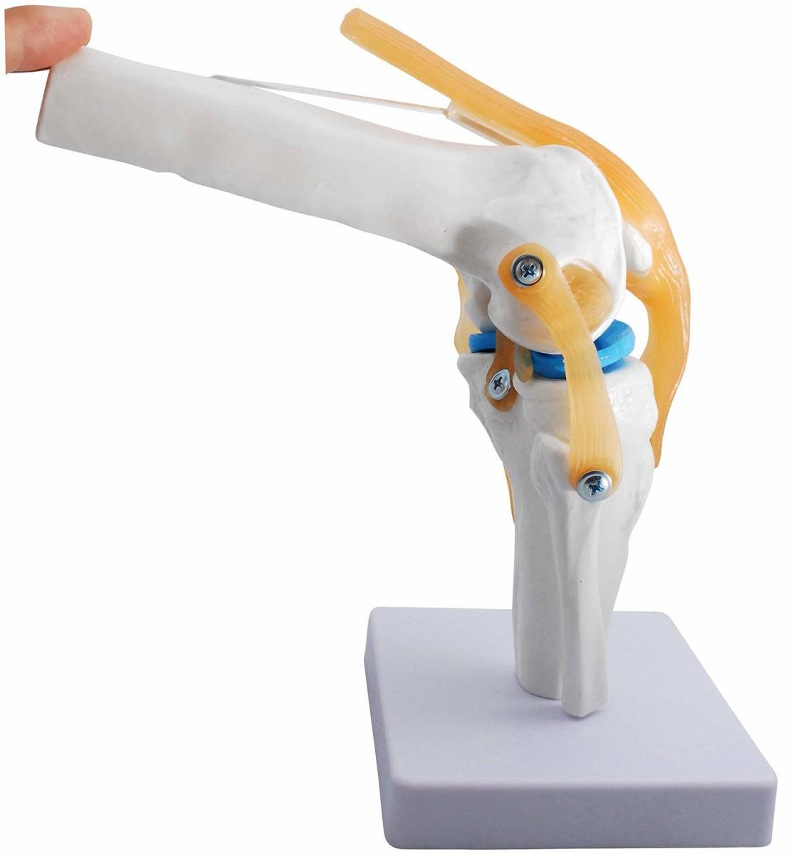 膝関節模型 ひざ 膝関節 靭帯 半月板 模型 医療 学習用 モデル_画像5