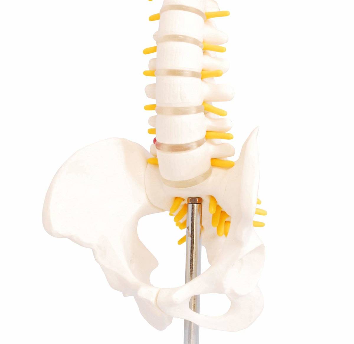 人体模型 脊椎骨盤模型 脊柱 脊髄 背骨 腰椎 模型 股関節 1/2 モデル (股関節 なし)_画像6
