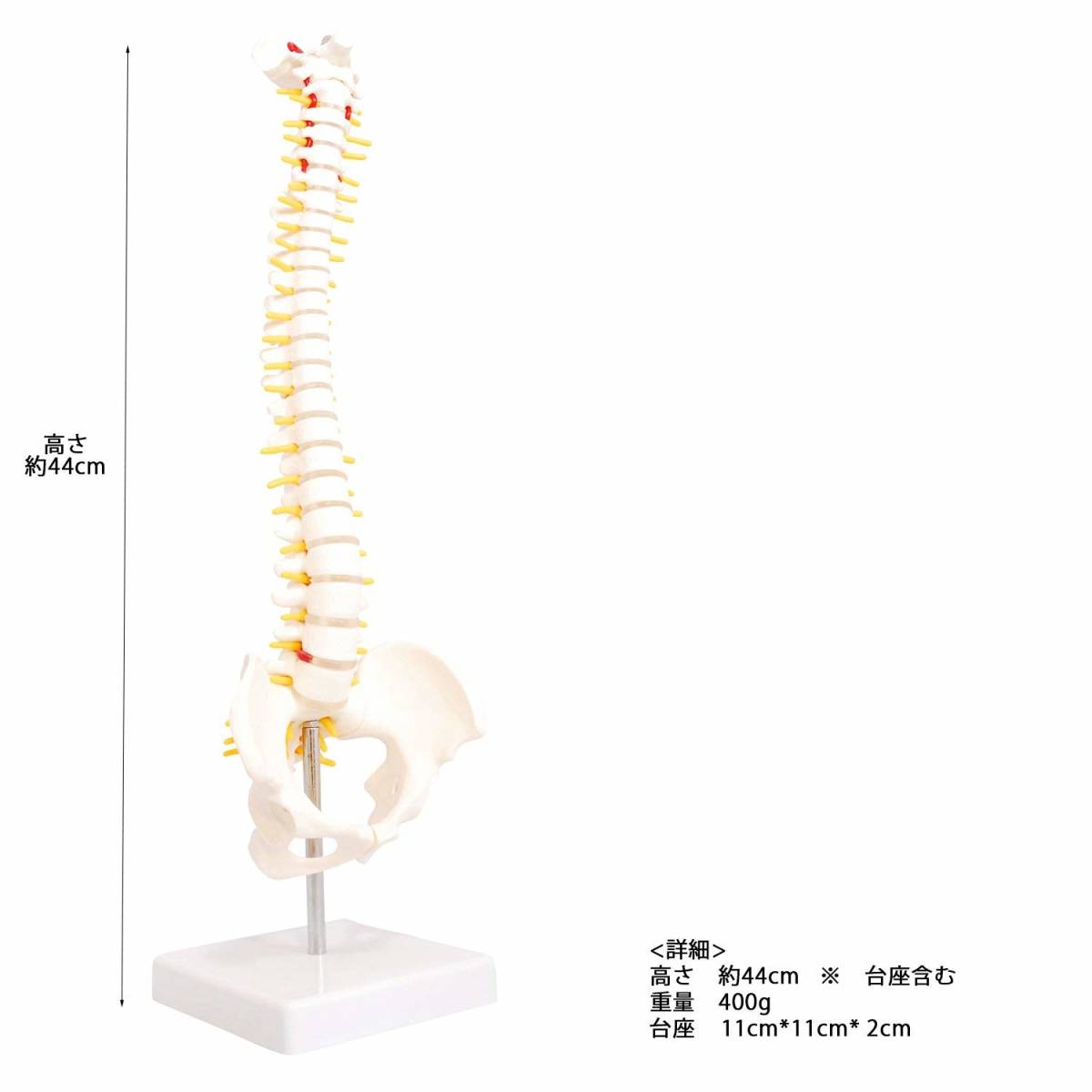 人体模型 脊椎骨盤模型 脊柱 脊髄 背骨 腰椎 模型 股関節 1/2 モデル (股関節 なし)_画像2