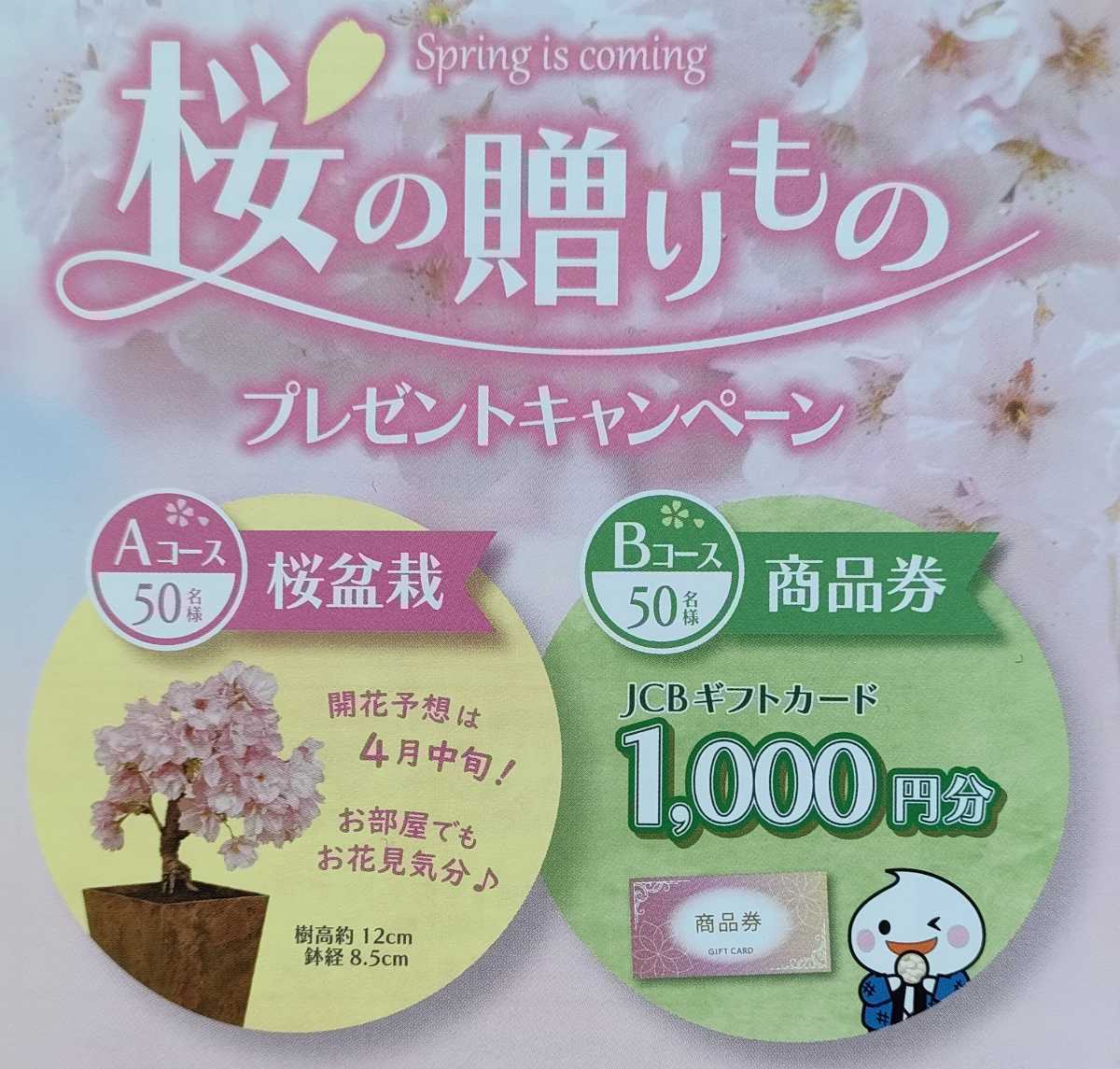 WEB応募*短期*1/31*地方*計100名*桜盆栽*50名*JCBギフトカード1000円*50名*レシート懸賞*共同企画*1口*タイアップ*クローズド*匿名配送あり_画像1