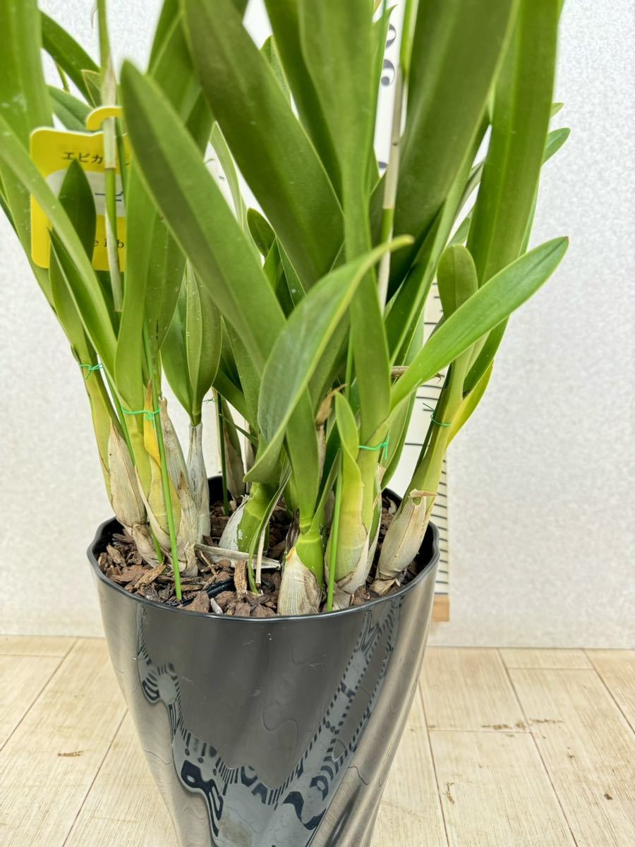 エピカエンゼル 姫ラービオス 花6本立 6号 2鉢セット 現品 送料 エピカエンゼル 姫ラービオス 花6本立 6号 2鉢セット 現品 送料