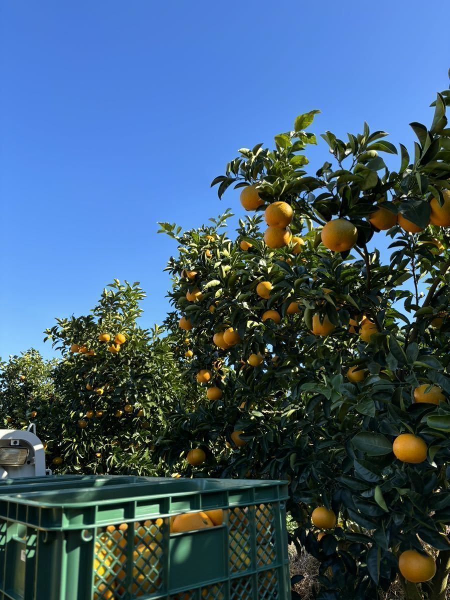 和歌山県産　紅八朔　小玉　5kg箱いっぱい!! そのままでもお菓子作りにも♪_画像4