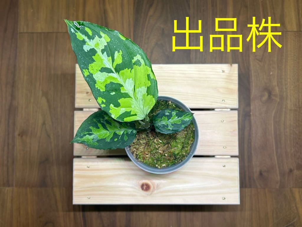 アグラオネマ ピクタム トリカラー Aglaonema pictum tricolor The Kingdom of Thailand 観葉植物 熱帯植物 子株 増殖 迷彩柄 _画像2