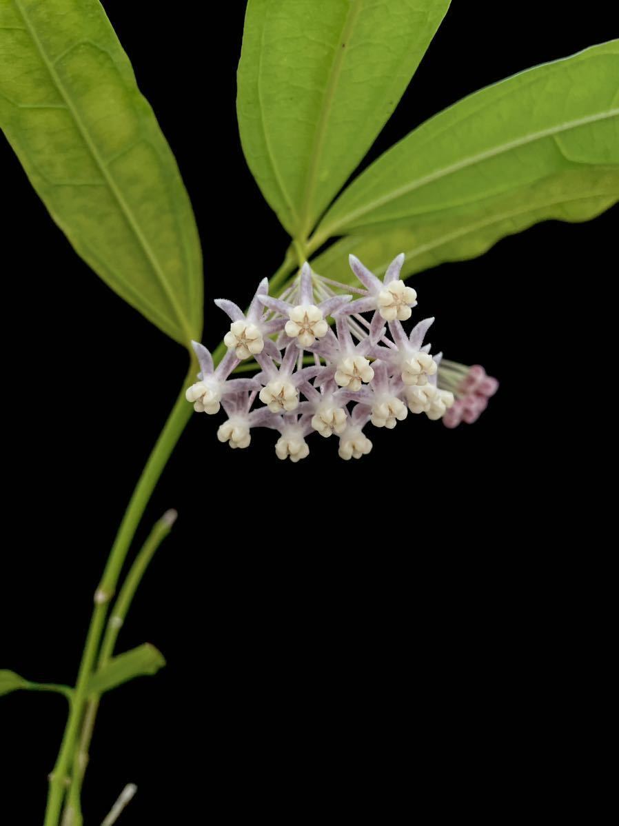 Hoya medinillifolia Kapuas Hulu, West Borneo_画像1