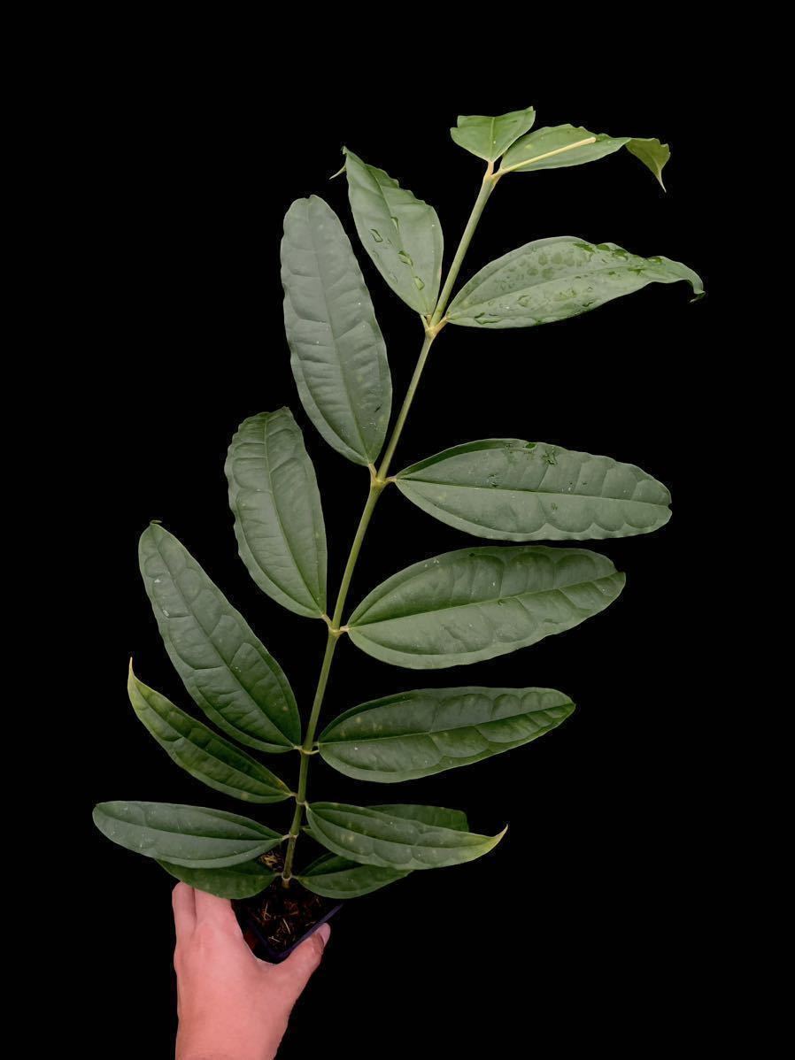 Hoya medinillifolia Kapuas Hulu, West Borneo_画像3