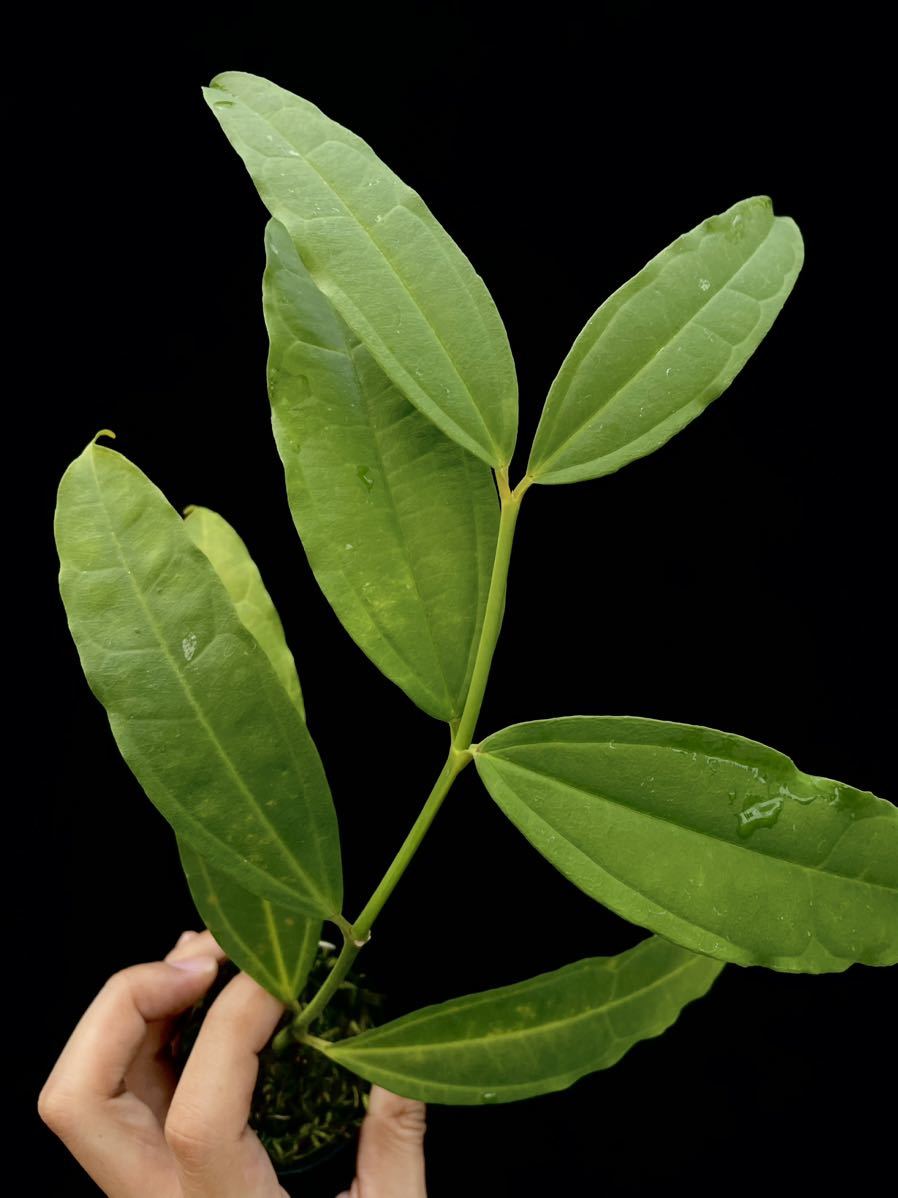 Hoya medinillifolia Kapuas Hulu, West Borneo_画像6