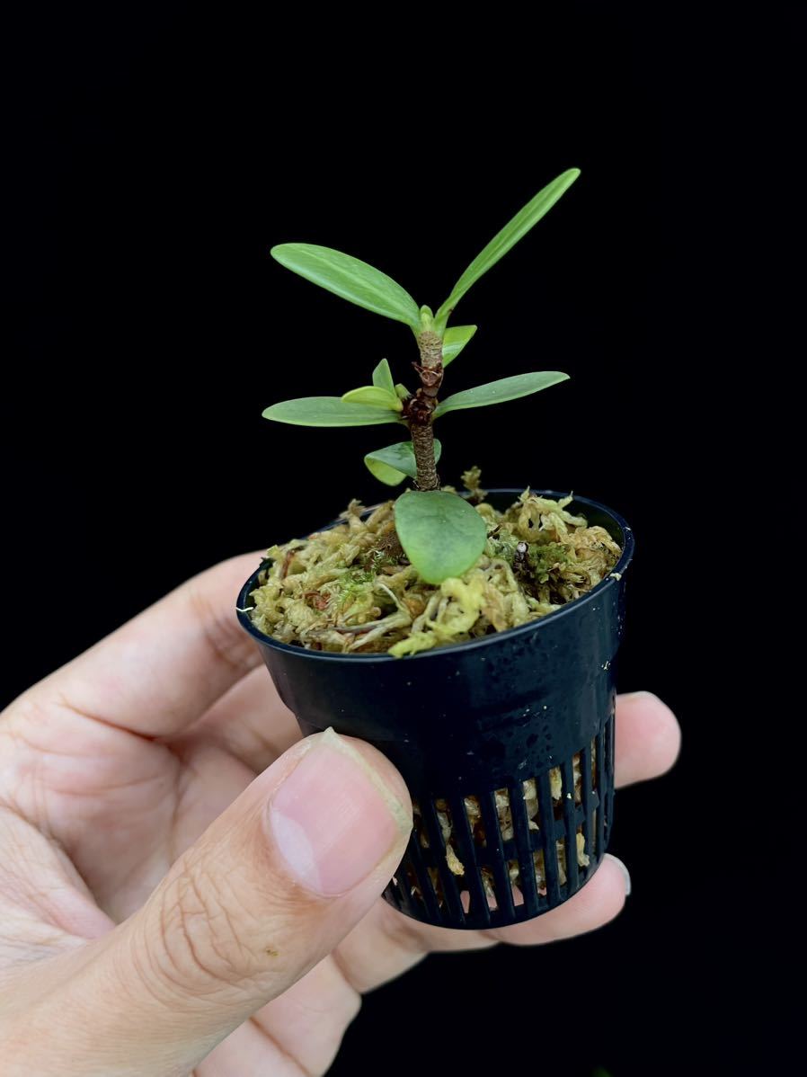 アリ植物 Hydnophytum formicarum Quezon, Luzon 実生株_画像3