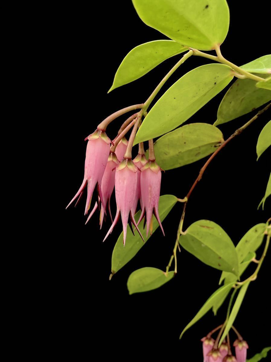 Ceratostema zamorana Zamora, Chinchipe, Ecuador 南米着生ツツジ_画像1