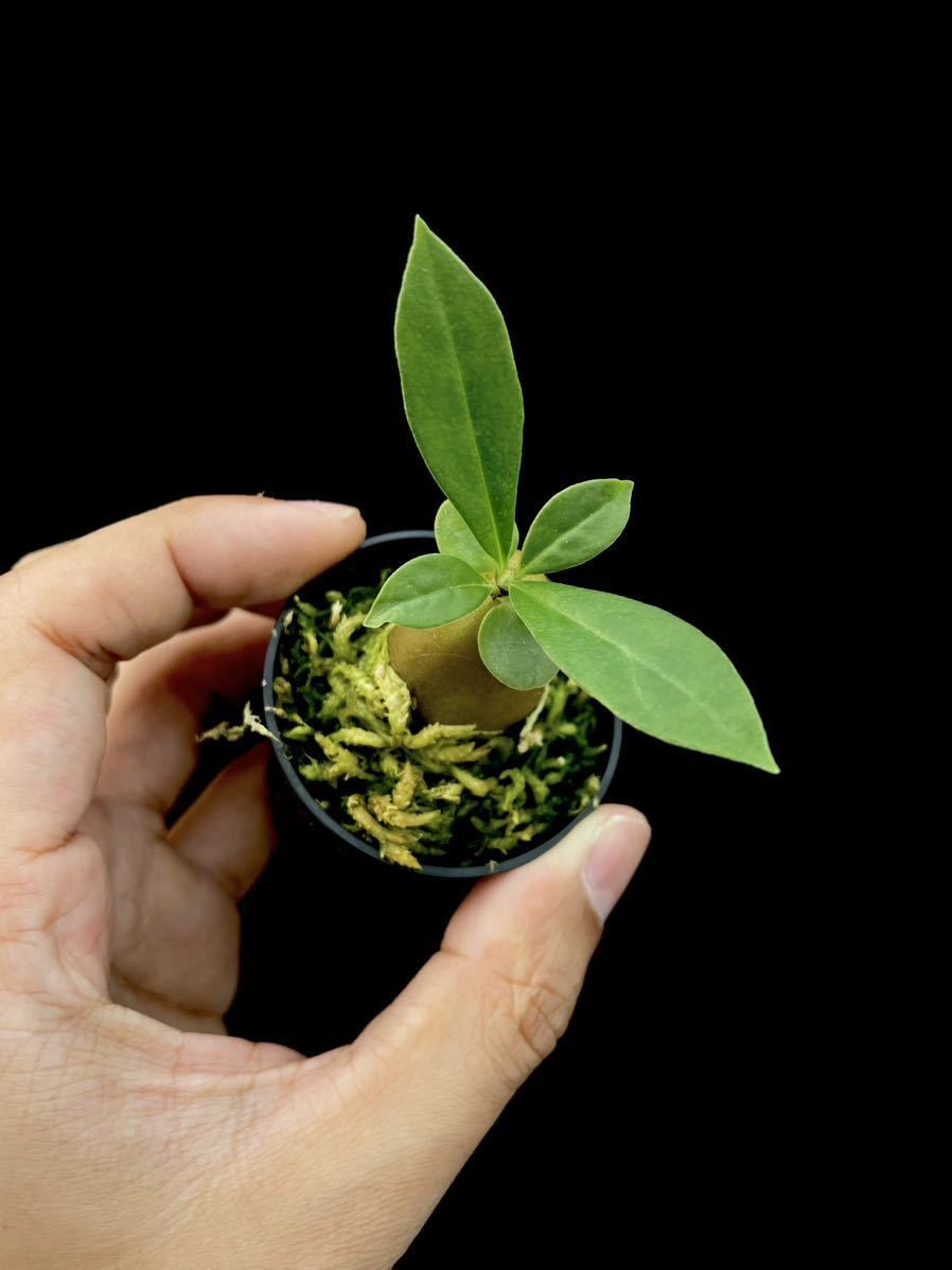 アリ植物 Myrmecodia tuberosa “versteegii” Timika, Central Papua 実生株_画像4