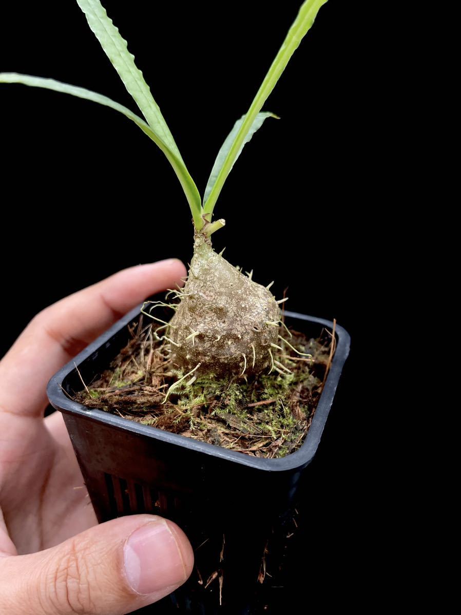 アリ植物 Myrmecodia erinacea Ucapan, Nabire, West Papua 実生株_画像4