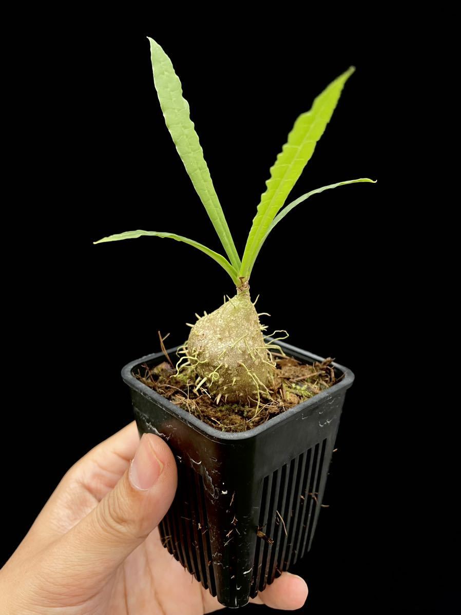アリ植物 Myrmecodia erinacea Ucapan, Nabire, West Papua 実生株_画像3