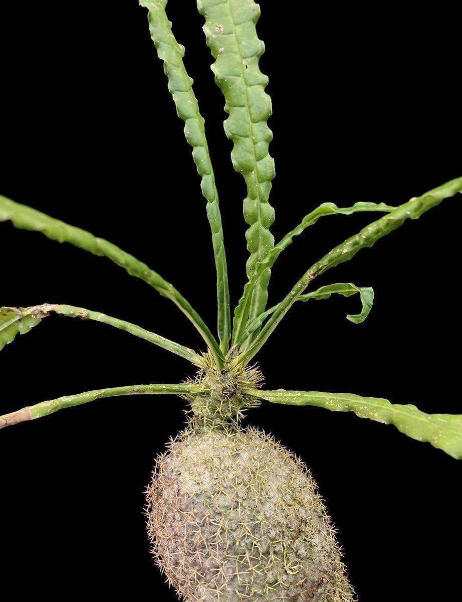 アリ植物 Myrmecodia erinacea Ucapan, Nabire, West Papua 実生株_画像1