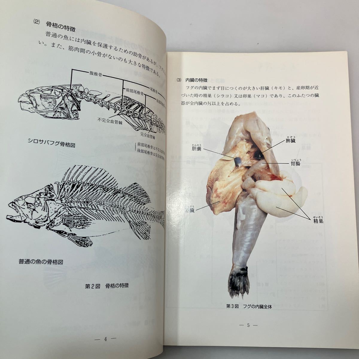 zaa542♪『フグ』調理衛生について　兵庫県食品衛生協会　非売品