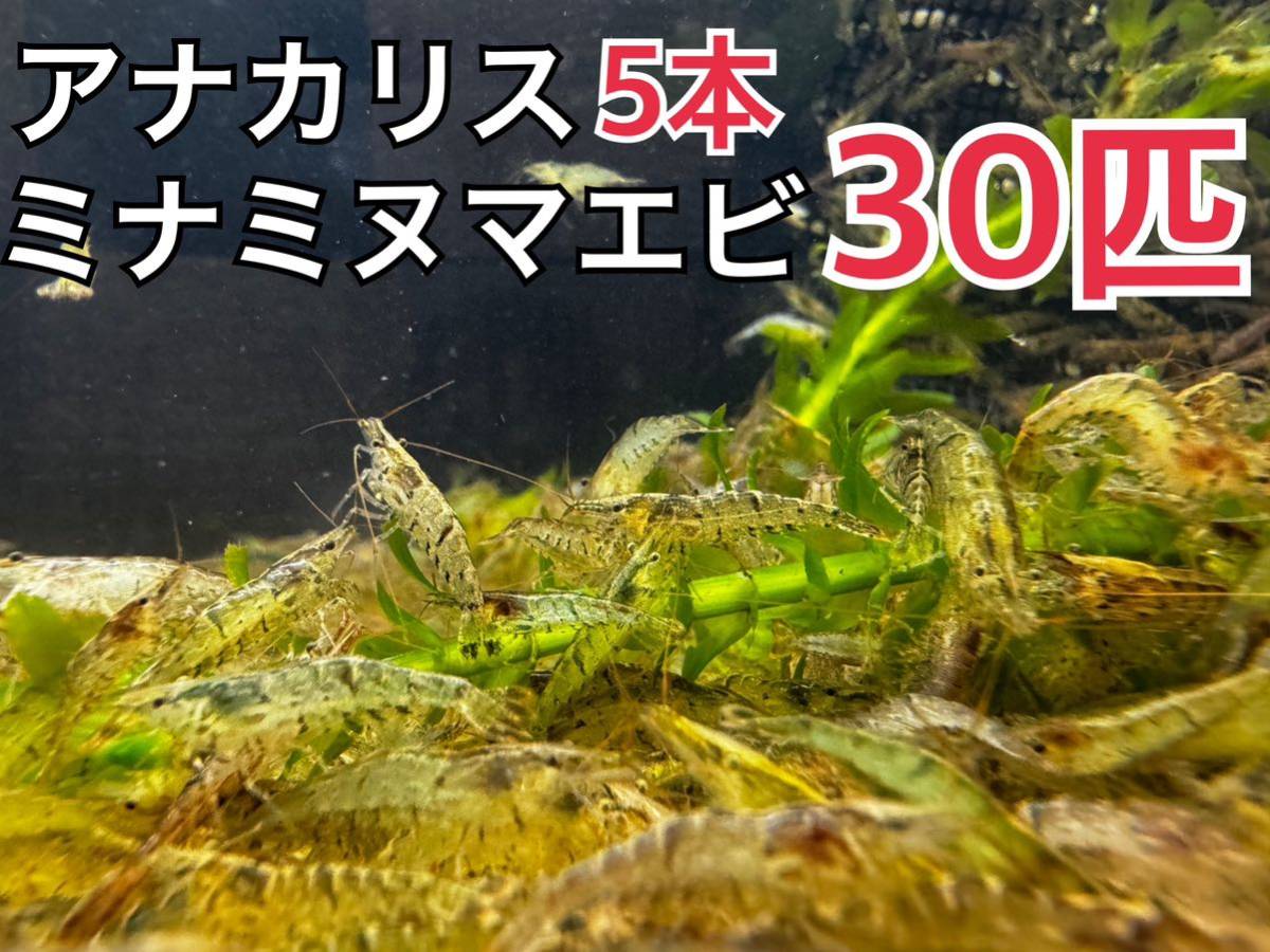 Honshu -Limited Anacaris 5 и Minaminuma Crimp Set Sets 30 River Shrimp Aquarium Medaka Пресноводные креветки