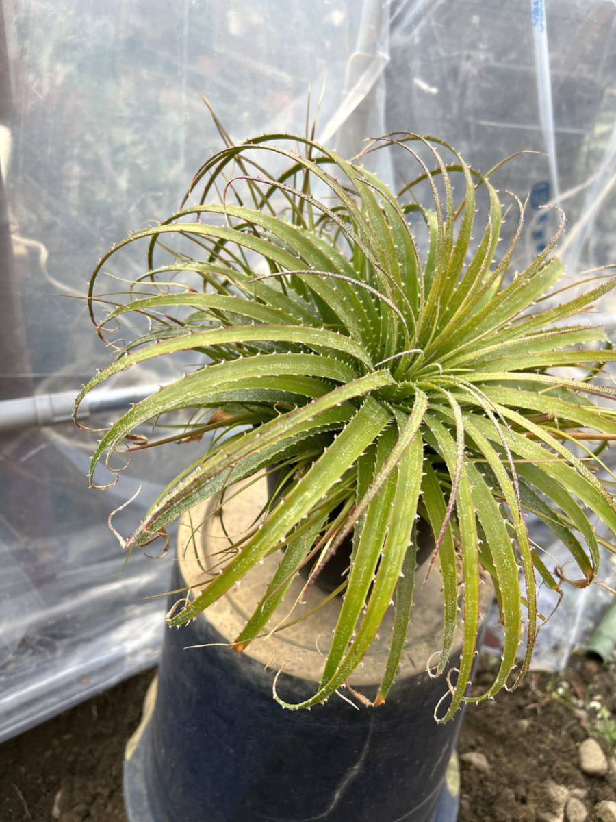 子株付き ヘクチア エピギナ Hechtia epigyna / Tillandsia デァッキア アガベ_画像3