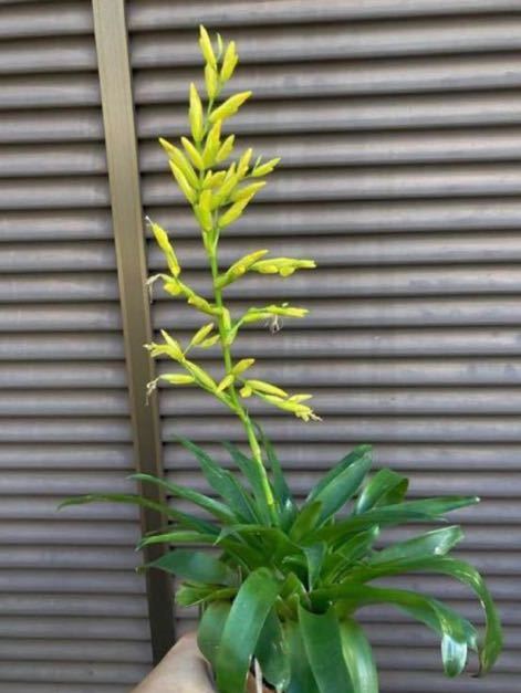 【 Vriesea rodigasiana from Michael's Bromeliads 】★レア苗★フリーセア・ロディガシアナ_画像1