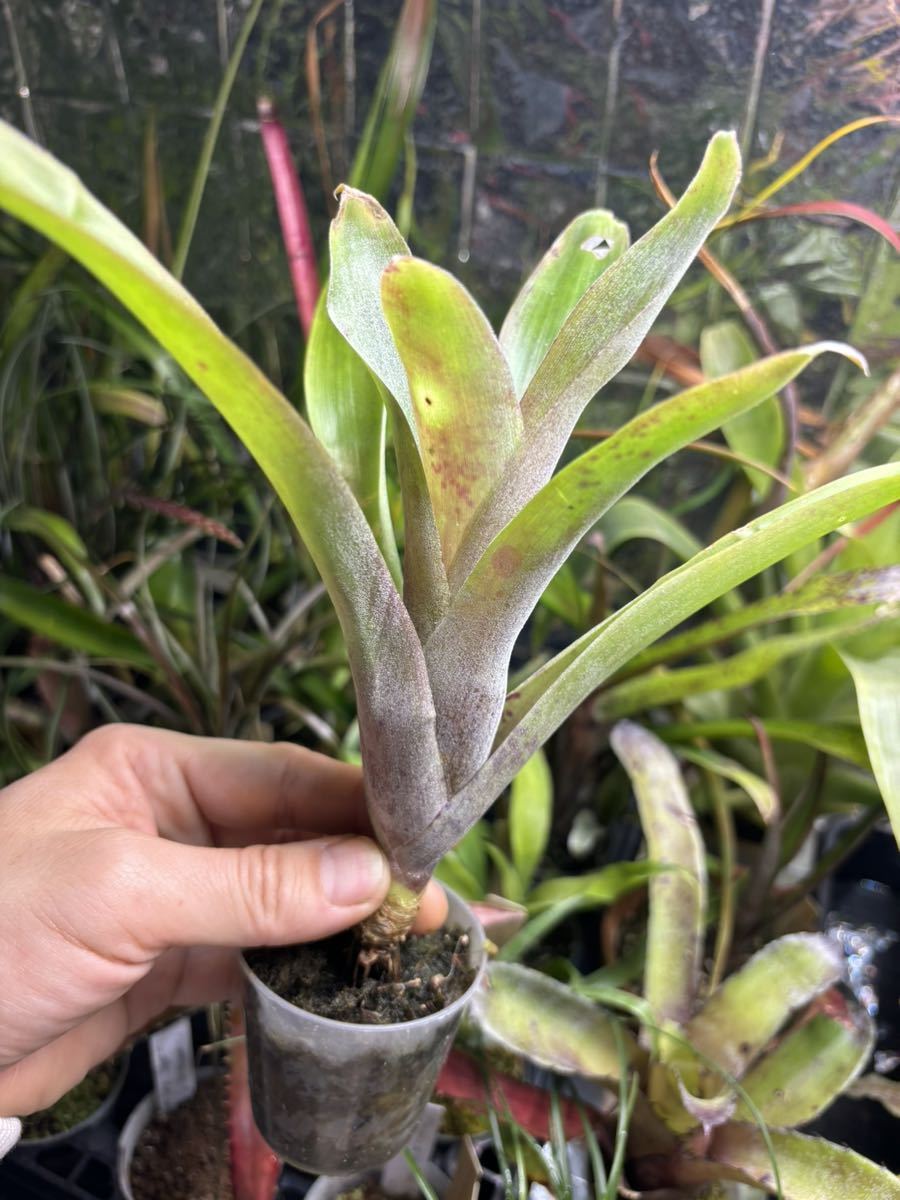 [ Billbergia distachya var. straussiana (Seedling) ]** Bill bell gear *ti start Kia * -stroke la cow hole /. kind brome rear 