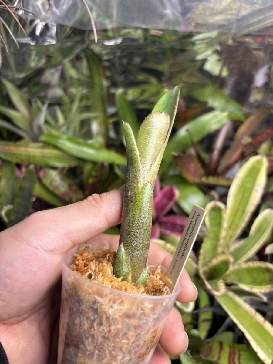 【 Neoregelia capixaba from Michael's Bromeliads 】★★ネオレゲリア・カピシャーバ_画像3