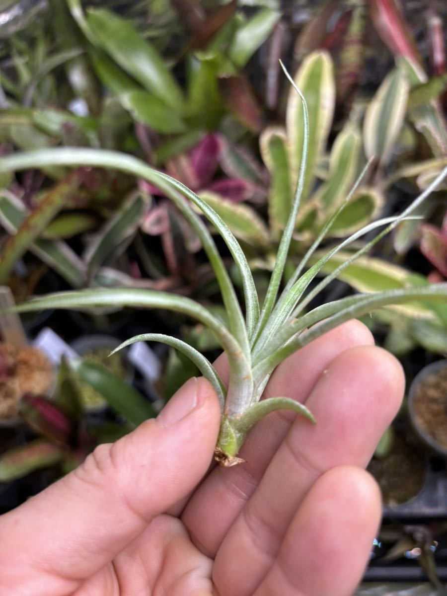 【 Tillandsia dasylirifolia 'Proliferata' (Belize) 】★★ベリーズ産 / ティランジア・ダシリリフォリア・プロリフェラータ_画像1