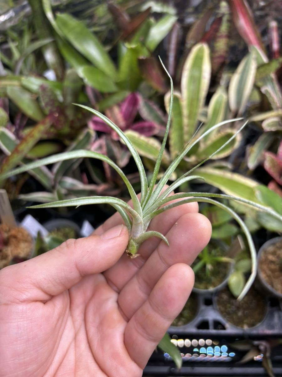 【 Tillandsia dasylirifolia 'Proliferata' (Belize) 】★★ベリーズ産 / ティランジア・ダシリリフォリア・プロリフェラータ_画像3