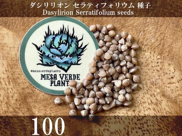 ダシリリオン セラティフォリウム 種子 100粒+α Dasylirion Serratifolium 100 seeds+α_画像1