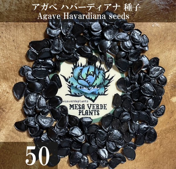 アガベ ハバーディアナ 種子 50粒+α Agave Havardiana 50 seeds+α 種 ハバルディアナ_画像1