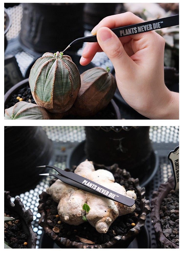 メダカ 採卵 塊根植物 ピンセット 園芸 ガーデニング 黒 軽量 ステンレス_画像6