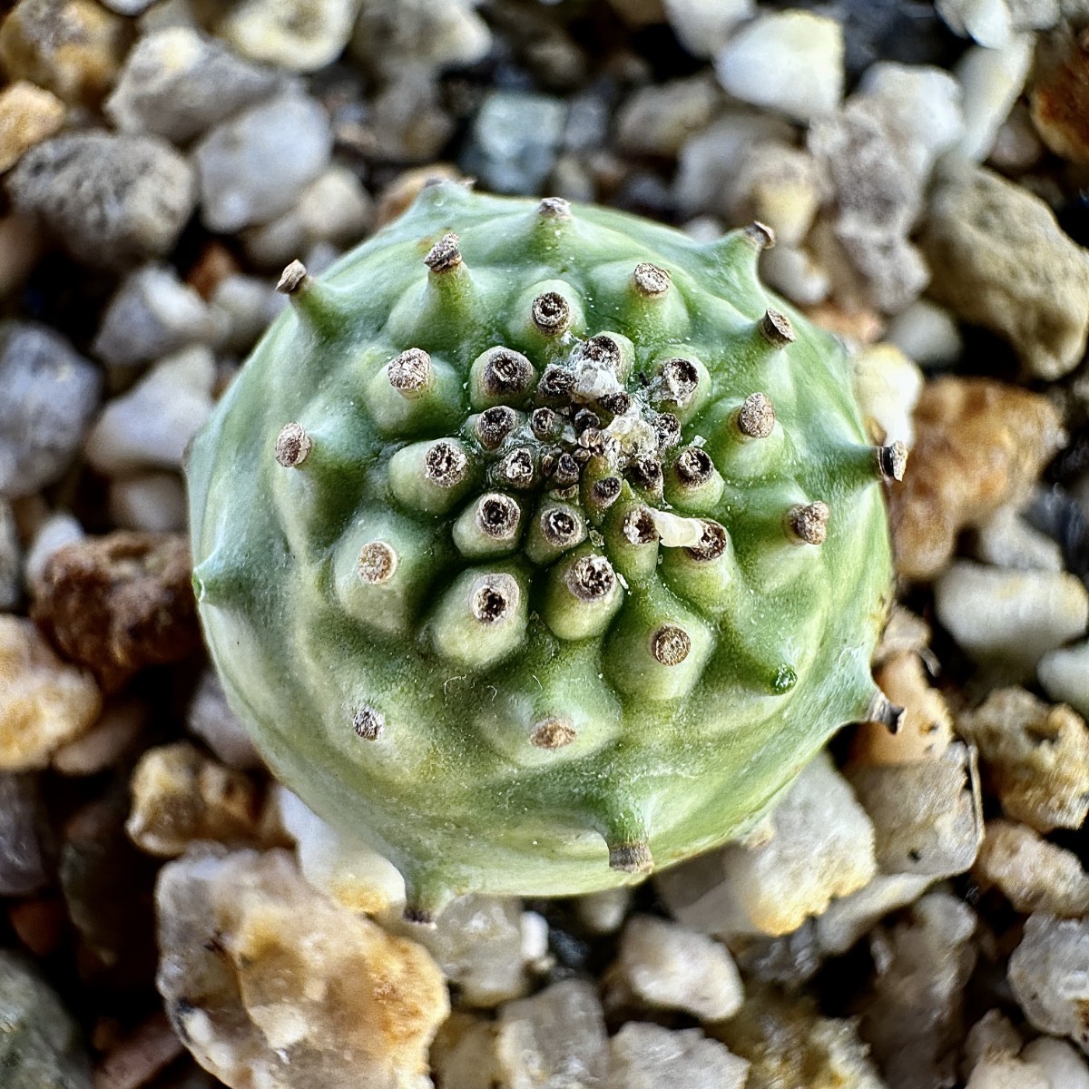 【Lj_plants】23 「実生」ユーフォルビア グロブリカウリス/Euphorbia globulicaulis 厳選株 塊根植物_画像3