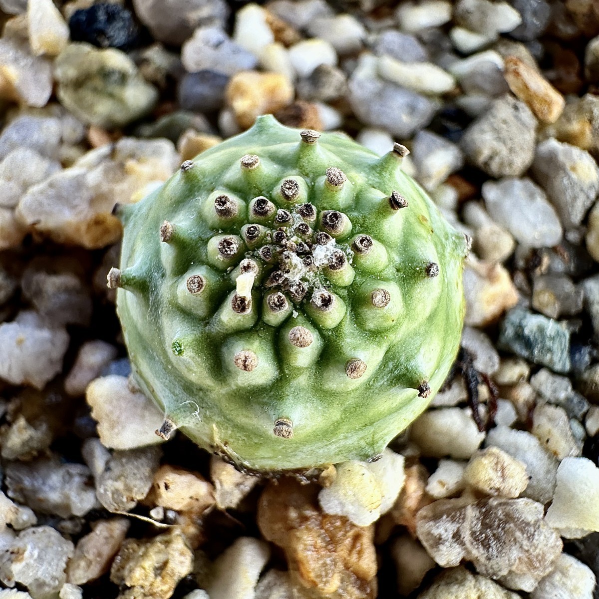 【Lj_plants】23 「実生」ユーフォルビア グロブリカウリス/Euphorbia globulicaulis 厳選株 塊根植物_画像4