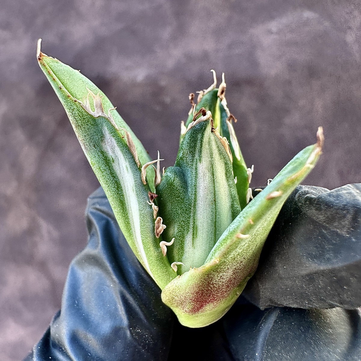Lj_plants】28 アガベ ホリダ horrida錦 白中斑 白縞斑 特殊凸凹 Lj_plants】28 アガベ ホリダ horrida錦 白中斑 白縞斑 特殊凸凹