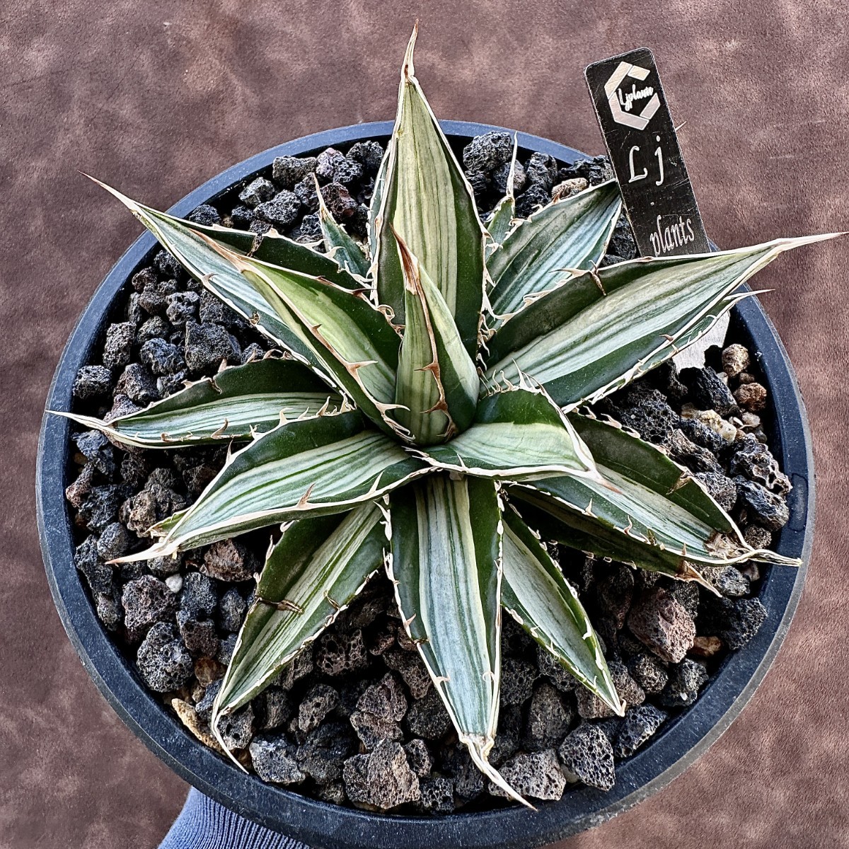 Lj_plants】28 アガベ ホリダ horrida錦 白中斑 白縞斑 特殊凸凹 Lj_plants】28 アガベ ホリダ horrida錦 白中斑 白縞斑 特殊凸凹