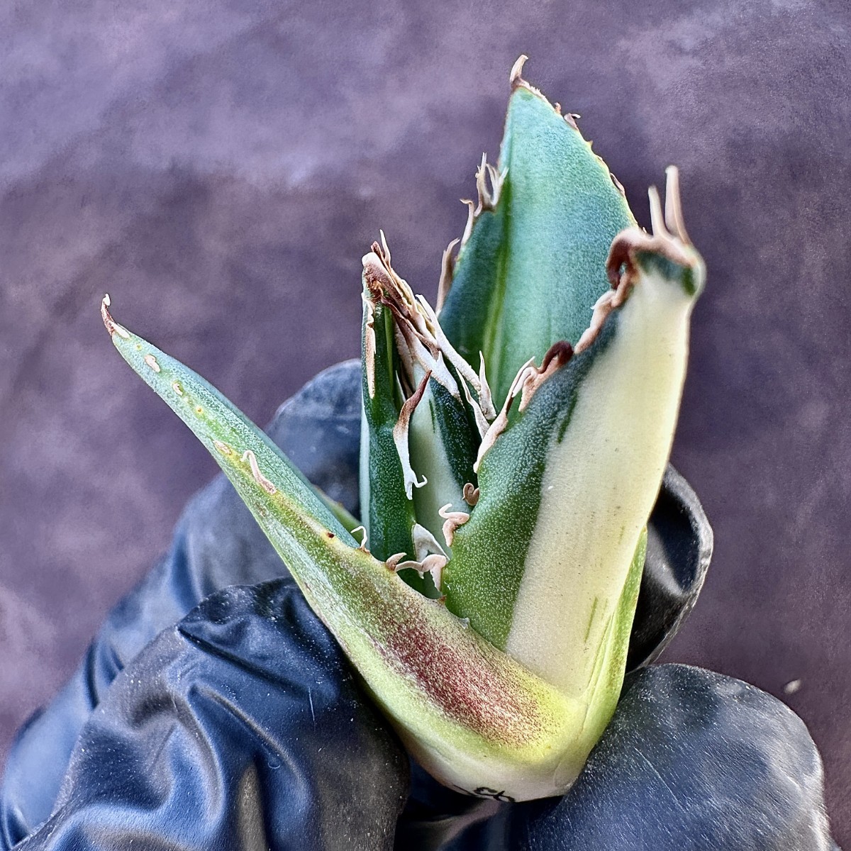 Lj_plants】28 アガベ ホリダ horrida錦 白中斑 白縞斑 特殊凸凹 Lj_plants】28 アガベ ホリダ horrida錦 白中斑 白縞斑 特殊凸凹