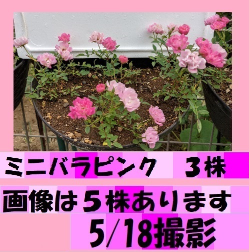 送料無料でお得 ミニバラピンク３株（ほほえみ）強くてかわいい花です 冬もチラホラ咲きます 春に沢山、咲かせる様今から、ぜひお手元に　_画像6
