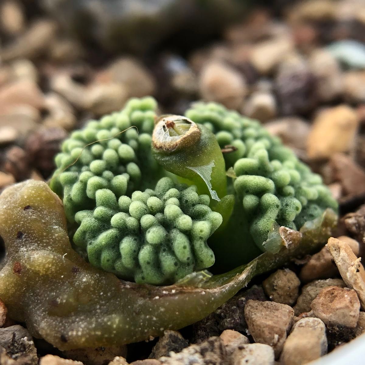 多肉植物 メセン コノフィツム ヤンギー youngii|Yahoo!フリマ 多肉植物 メセン コノフィツム ヤンギー youngii|Yahoo!フリマ