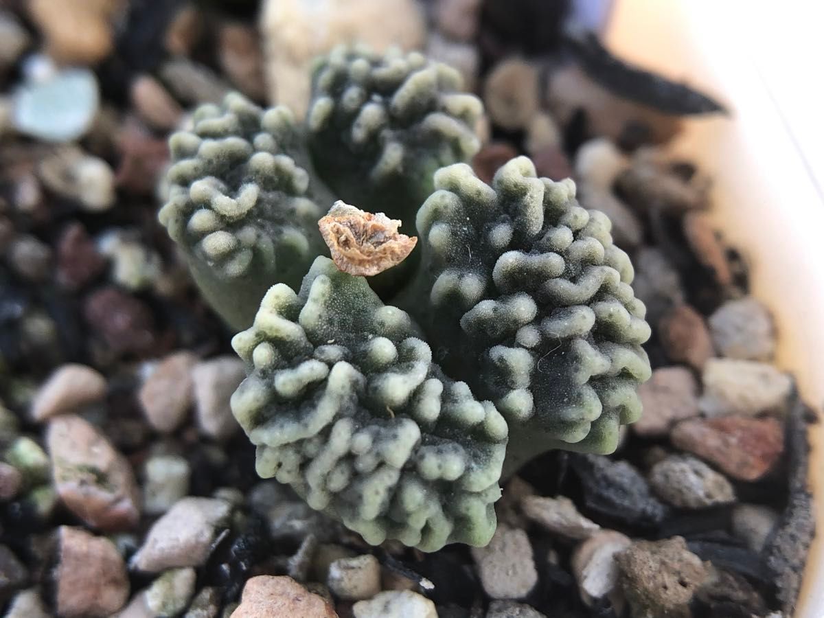 多肉植物 メセン コノフィツム ヤンギー youngii|Yahoo!フリマ 多肉植物 メセン コノフィツム ヤンギー youngii|Yahoo!フリマ