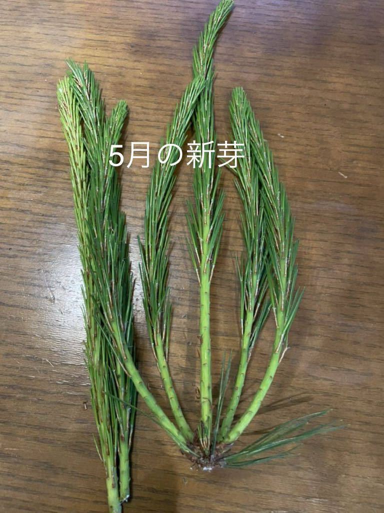  less pesticide natural red pine. leaf 1 kilo pine leaf cigarettes tea household Shinto shrine ...