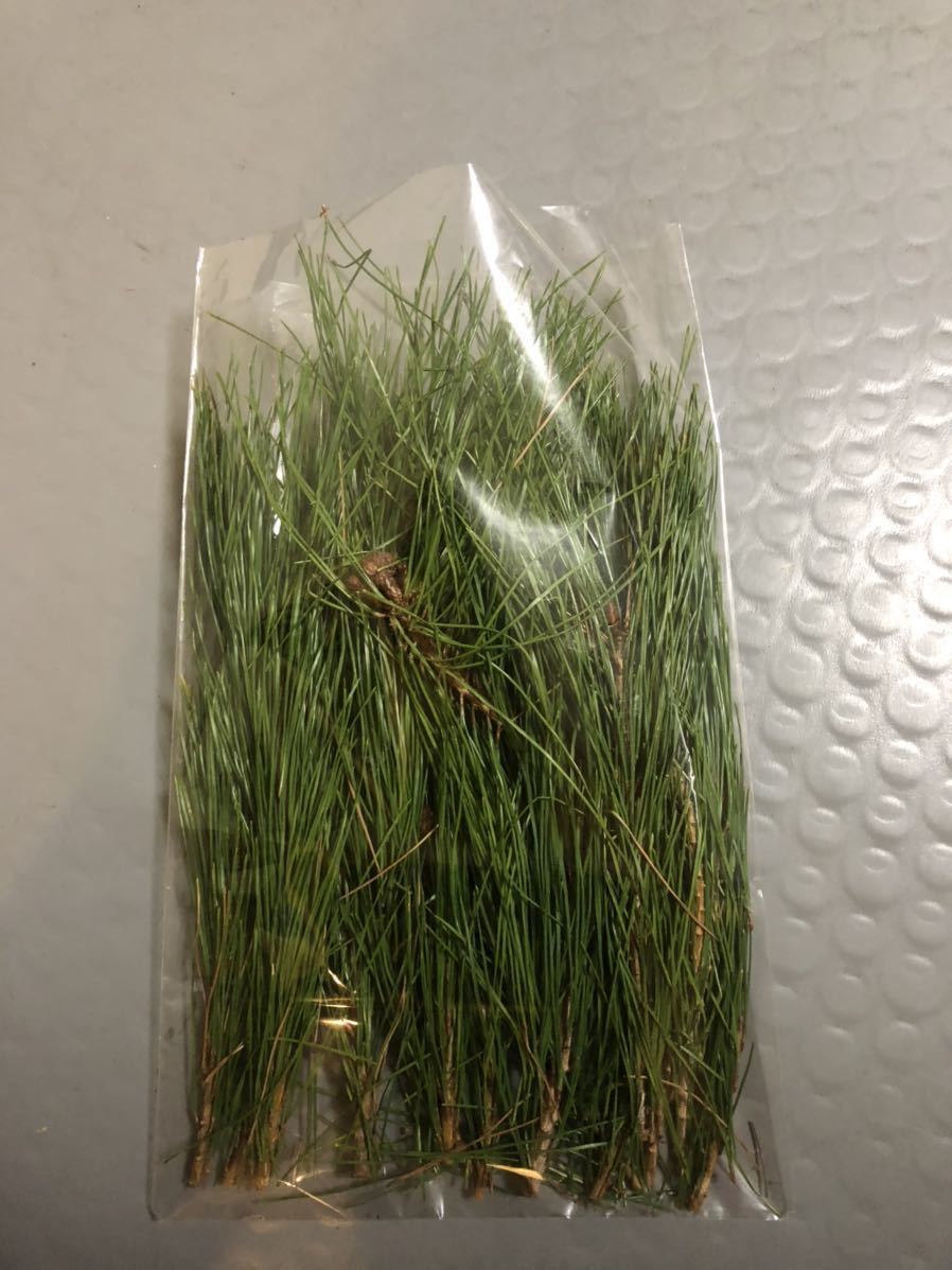  less pesticide natural red pine. leaf 1 kilo pine leaf cigarettes tea household Shinto shrine ...