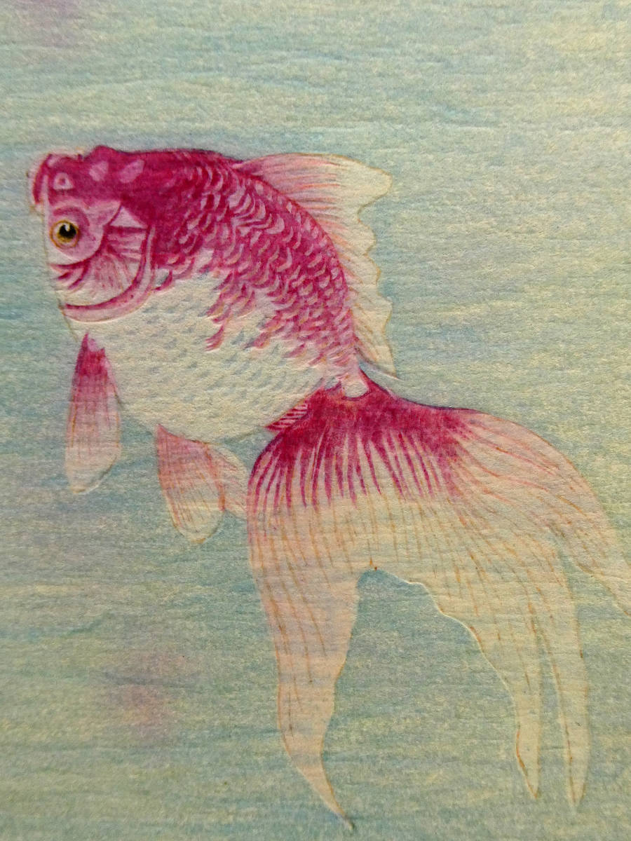 小原古邨◆木版画作品 新版画 金魚◆繊細な表現力 水彩画のようなみずみずしさ◆フェノロサ 渡邊庄三郎◆巴水 吉田博 光逸 井上安治◆祥邨_画像8