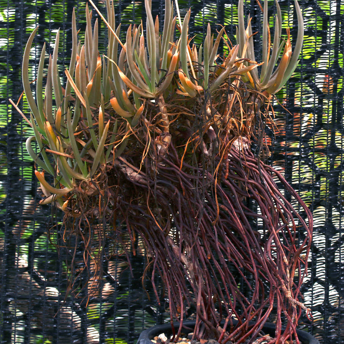 ブルビネ・フルテッセンス Bulbine frutescens ユニークな草アロエの１種 ∂∂∂_参考画像