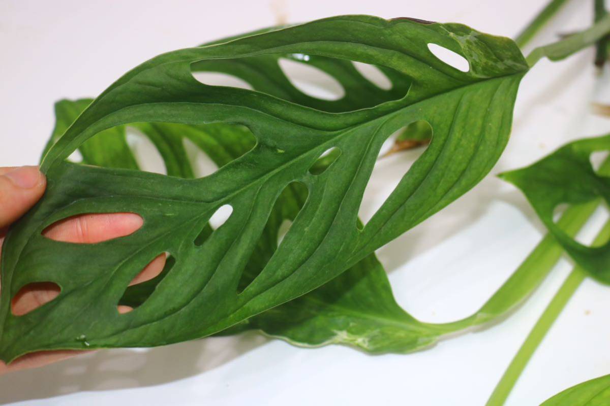 1/27落札　出品番号5番 モンステラ アダンソニー　ミントMonstera adansonii Mint マドカズラ　ミント、2本セット_画像3