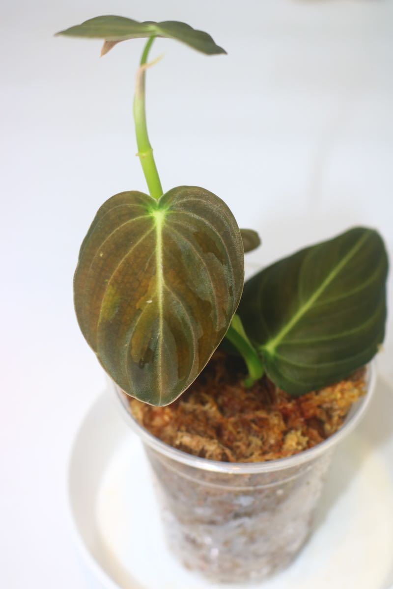 1/7落札　出品番3番Philodendron”Melanochrysum “ Variegataフィロデンドロン　メラノクリサム　斑入り_画像4