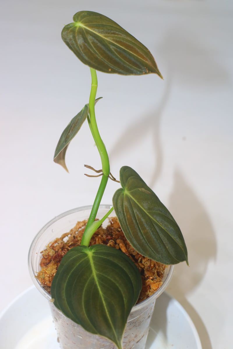 1/7落札　出品番3番Philodendron”Melanochrysum “ Variegataフィロデンドロン　メラノクリサム　斑入り_画像6