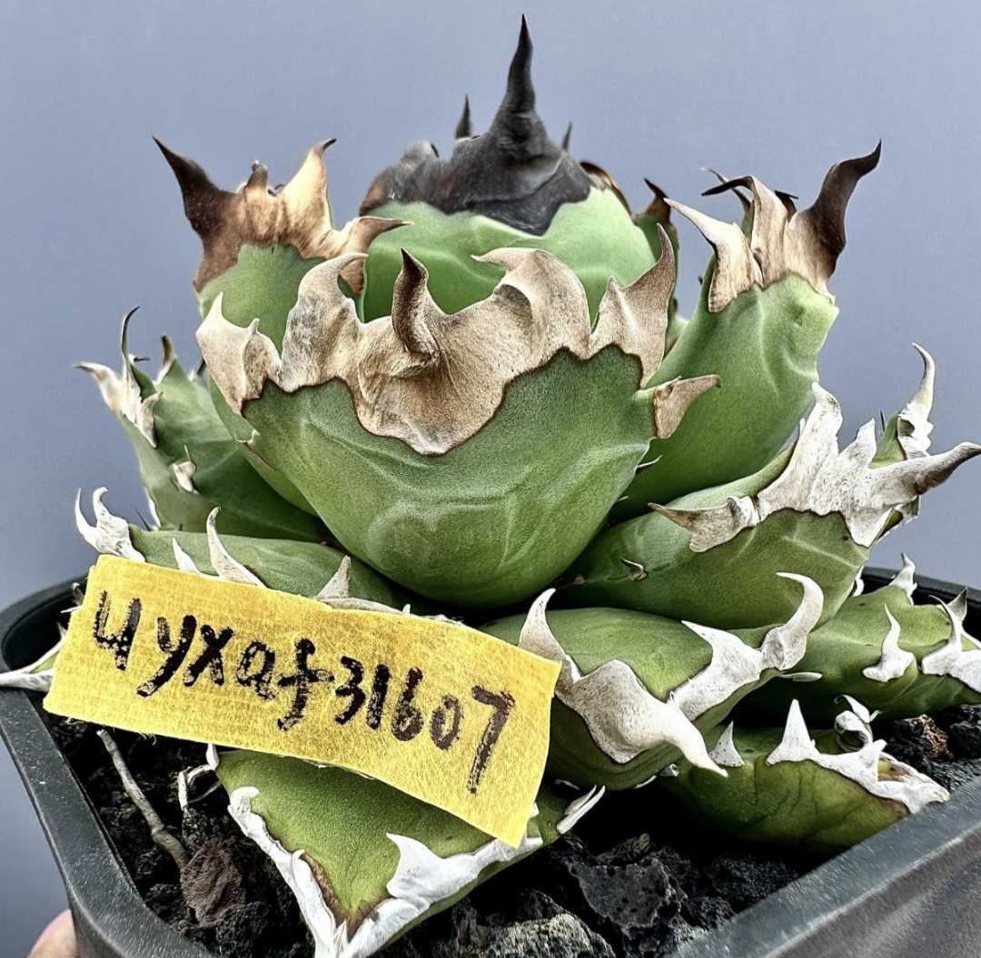 多肉植物 アガベ 姫厳竜 agave titanota チタノタ オテロイ 姫厳龍 ドワーフ ②_画像6