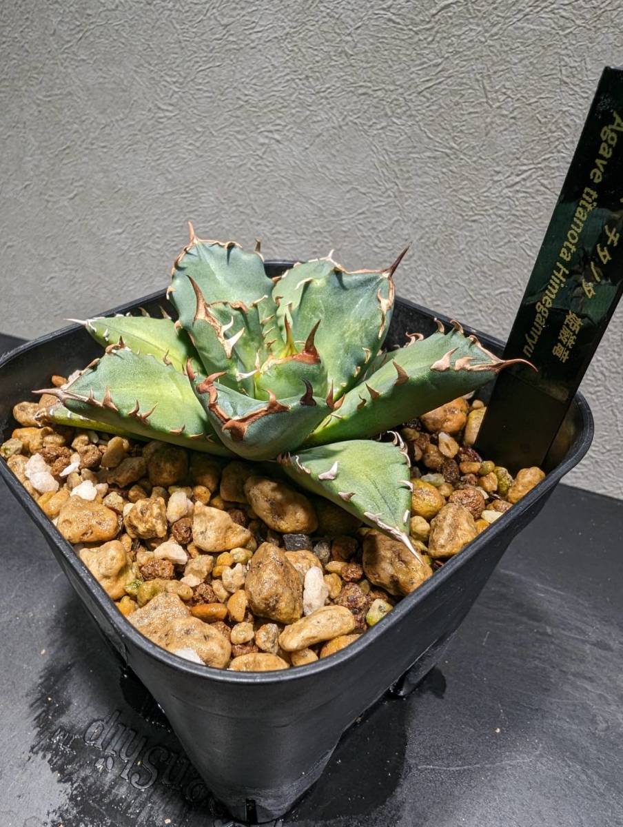 多肉植物 アガベ 姫厳竜 agave titanota チタノタ オテロイ 姫厳龍 ドワーフ ⑨_画像2